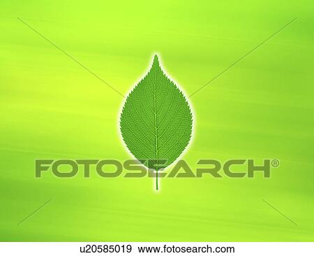 Close-up of a green pointed leaf (digital composite) View Large Photo Image Stock Photo - Close-up of a green pointed leaf (digital composite). Fotosearch