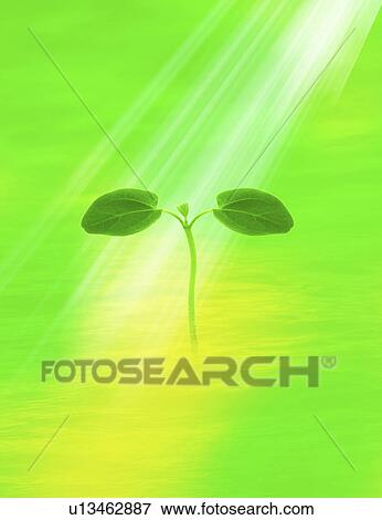 Close-up of a sapling in water (digital composite) View Large Photo Image Stock Photo - Close-up of a sapling in water (digital composite). Fotosearch