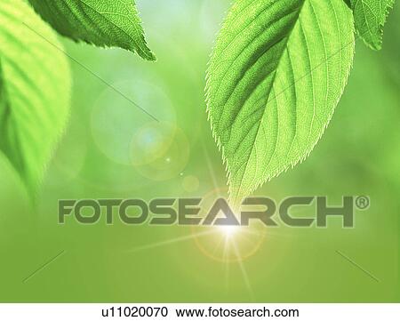 Stock Image - Close-up of a sparkling tip of a leaf. Fotosearch