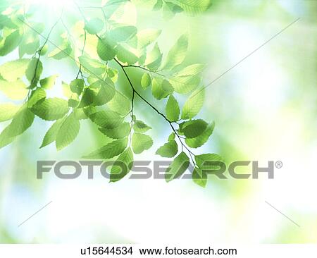 Close-up of green leaves View Large Photo Image Picture - Close-up of green leaves. Fotosearch