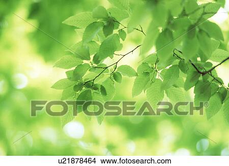 Close-up of green leaves View Large Photo Image Picture - Close-up of green leaves. Fotosearch