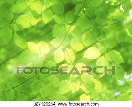 Close-up of green leaves View Large Photo Image Picture - Close-up of green leaves. Fotosearch