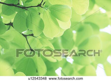 Close-up of green leaves View Large Photo Image Stock Photo - Close-up of green leaves. Fotosearch