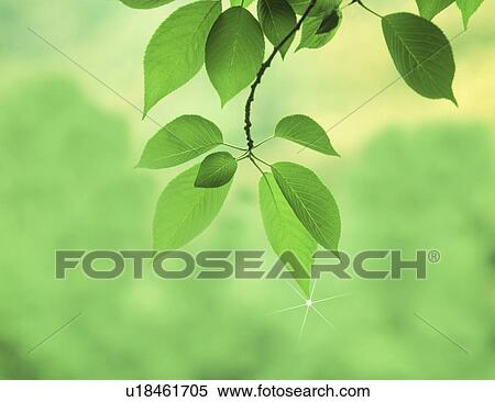 Stock Photography - Close-up of green leaves. Fotosearch