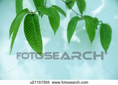 Stock Photography - Close-up of leaves. Fotosearch