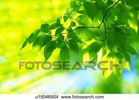 Picture - Close-up of leaves with lush greenness (digital composite). Fotosearch