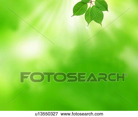 Stock Photo - Close-up of leaves with lush greenness. Fotosearch