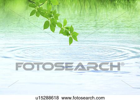 Leaves on branches hanging above water View Large Photo Image Stock Photo - Leaves on branches hanging above water. Fotosearch