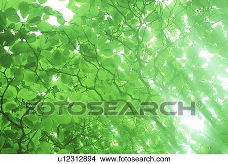 Picture - Low angle view of green leaves on a tree. Fotosearch