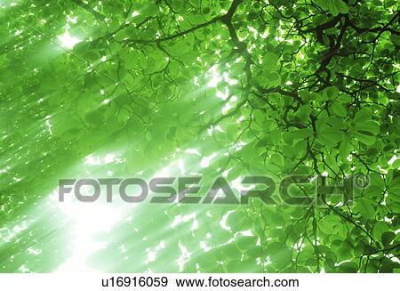 Low angle view of green leaves on a tree View Large Photo Image Stock Photo - Low angle view of green leaves on a tree. Fotosearch