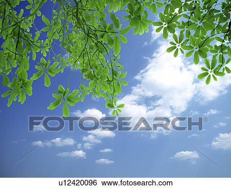 Stock Photograph - Low angle view of leaves amid sky. Fotosearch