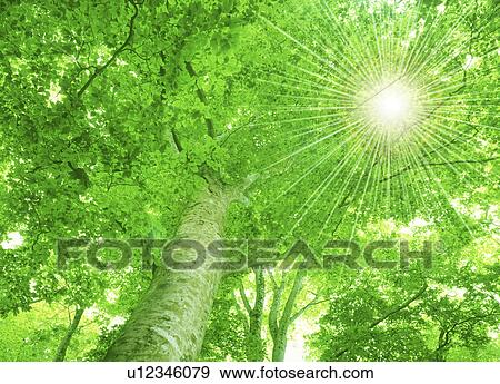 Low angle view of sunlight through trees View Large Photo Image Stock Photo - Low angle view of sunlight through trees. Fotosearch