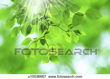 Stock Photo - Sunlight streaming through green leaves. Fotosearch