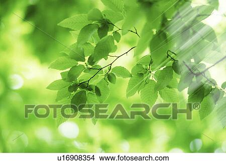 Picture - Sunlight streaming through leaves. Fotosearch