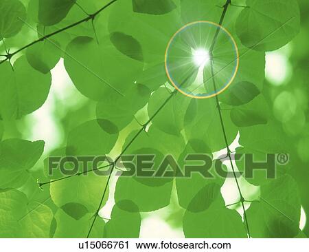 Sunlight streaming through leaves View Large Photo Image Stock Image - Sunlight streaming through leaves. Fotosearch