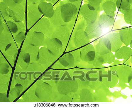 Sunlight streaming through leaves View Large Photo Image Stock Photograph - Sunlight streaming through leaves. Fotosearch