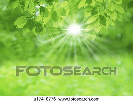 Sunlight streaming through leaves View Large Photo Image Stock Photograph - Sunlight streaming through leaves. Fotosearch