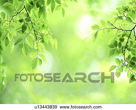 Sunlight through green leaves View Large Photo Image Stock Photo - Sunlight through green leaves. Fotosearch