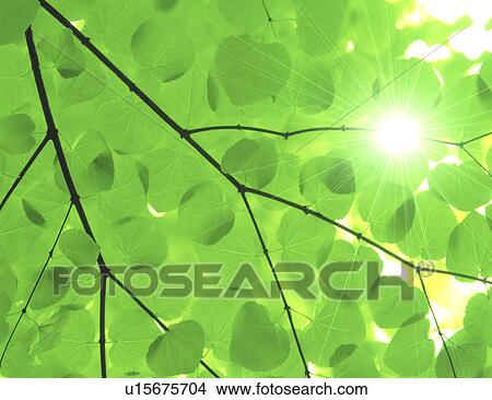 Picture - Sunlight through leaves. Fotosearch