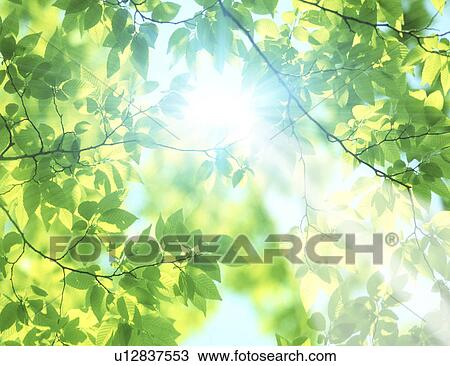 Sunlight through leaves View Large Photo Image Stock Image - Sunlight through leaves. Fotosearch