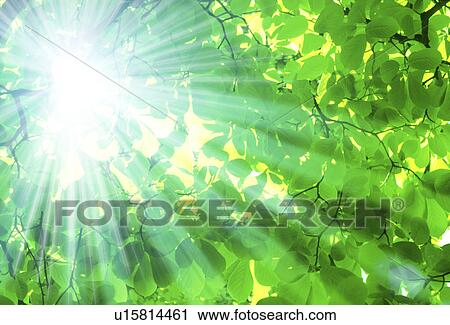 Sunlight through leaves View Large Photo Image Stock Image - Sunlight through leaves. Fotosearch