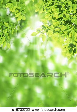 Sunlight through leaves View Large Photo Image Stock Image - Sunlight through leaves. Fotosearch