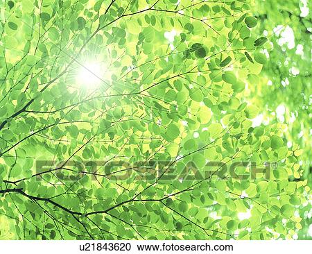 Stock Image - Sunlight through leaves. Fotosearch