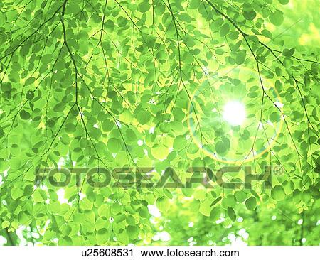 Stock Image - Sunlight through leaves. Fotosearch