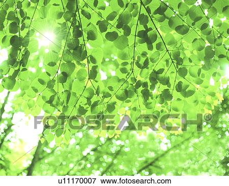 Stock Photo - Sunlight through leaves. Fotosearch