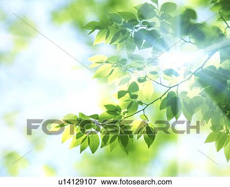 Sunlight through leaves View Large Photo Image Stock Photo - Sunlight through leaves. Fotosearch