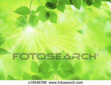 Sunlight through leaves View Large Photo Image Stock Photo - Sunlight through leaves. Fotosearch