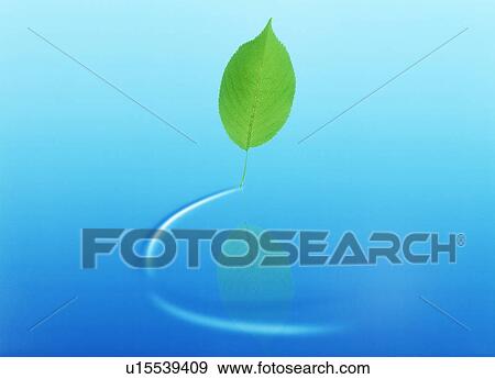 View of a leaf reflected in water (digital composite) View Large Photo Image Stock Photo - View of a leaf reflected in water (digital composite). Fotosearch
