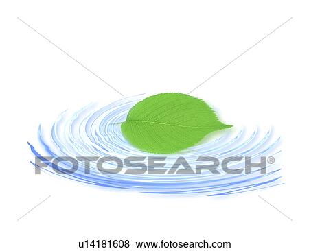 View of a pointed leaf floating on water (digital composite) View Large Photo Image Stock Photo - View of a pointed leaf floating on water (digital composite). Fotosearch