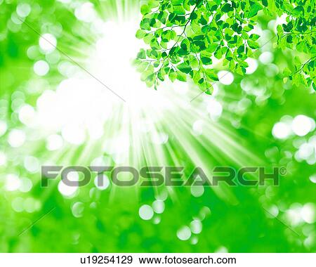 View of bright sunrays radiating through leaves View Large Photo Image Stock Photo - View of bright sunrays radiating through leaves. Fotosearch