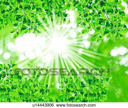 View of bright sunrays radiating through leaves View Large Photo Image Stock Photograph - View of bright sunrays radiating through leaves. Fotosearch
