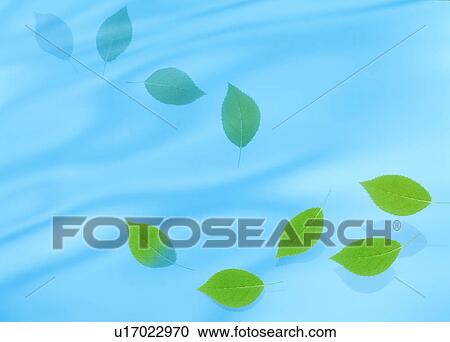 View of leaves floating on water (digital composite) View Large Photo Image Stock Image - View of leaves floating on water (digital composite). Fotosearch