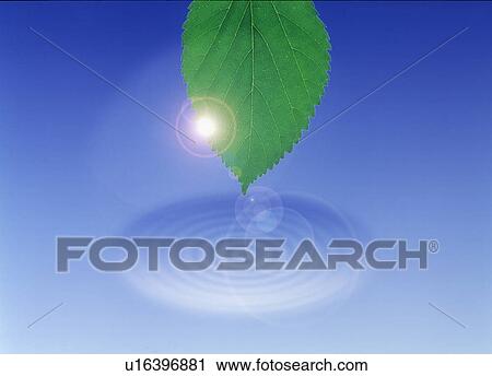 View of lens flare with a leaf and ripple (digital composite) View Large Photo Image Stock Image - View of lens flare with a leaf and ripple (digital composite). Fotosearch