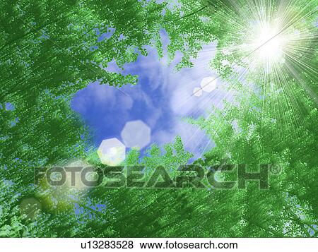 View of sunrays radiating through trees View Large Photo Image Stock Photo - View of sunrays radiating through trees. Fotosearch