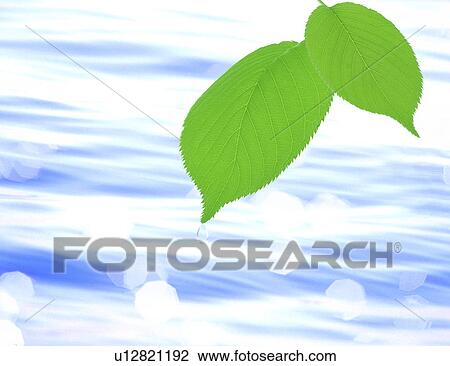 Stock Image - View of water falling from a leaf (digital composite). Fotosearch