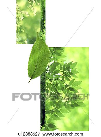 A collage of leaves (digital composite) View Large Illustration Stock Illustration - A collage of leaves (digital composite). Fotosearch