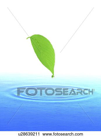 Clip Art - Close-up of a leaf and ripples (digital composite). Fotosearch