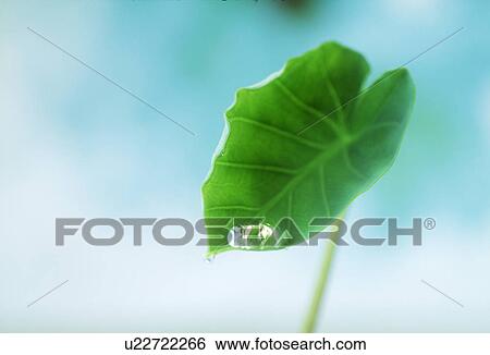 Stock Illustration - Close-up of a leaf with water droplet. Fotosearch