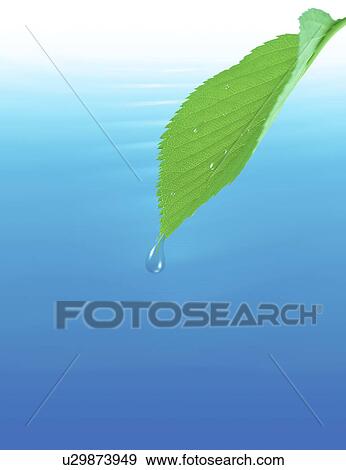 Stock Illustration - Close-up of a leaf with water droplet (digital composite). Fotosearch