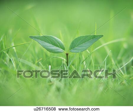 Stock Illustration - Close-up of green leaves and grass. Fotosearch