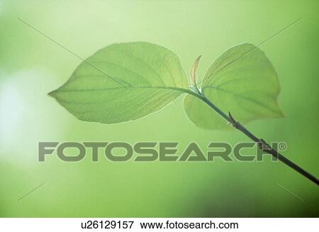 Stock Illustration - Close-up of green leaves. Fotosearch