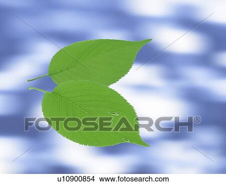 Stock Illustration - Close-up of pointed leaves (digital composite). Fotosearch