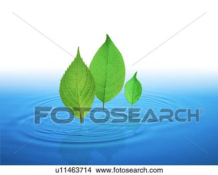 Reflection of leaves in water (digital composite) View Large Illustration Stock Illustration - Reflection of leaves in water (digital composite). Fotosearch
