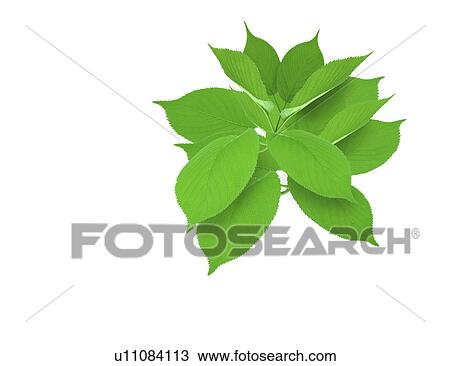 Drawing - Studio-shot of green leaves. Fotosearch