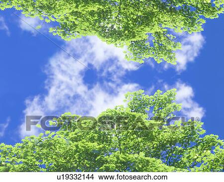 Stock Illustration - Symmetrical reflection of trees and clouds (digital composite). Fotosearch