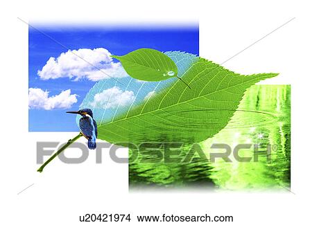 View of a bird on a leaf View Large Illustration Stock Illustration - View of a bird on a leaf. Fotosearch